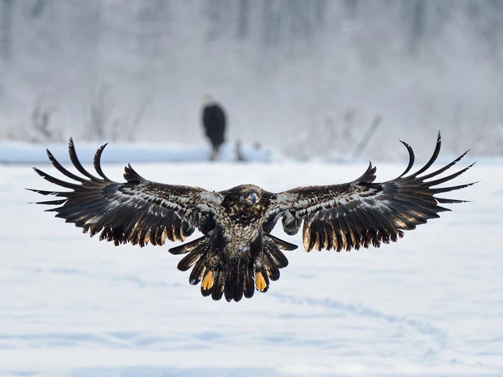 Bald Eagle HD Wallpapers , New Wallpapers, New Wallpapers