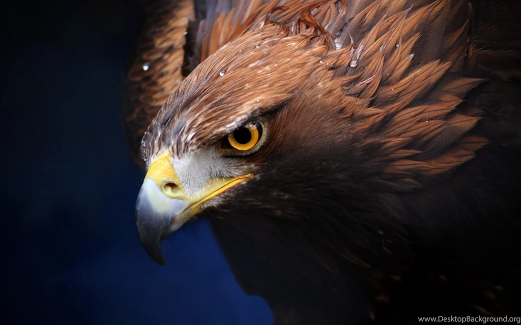 Golden Eagle Desktop Wallpapers, Golden Eagle Images Free , New ...