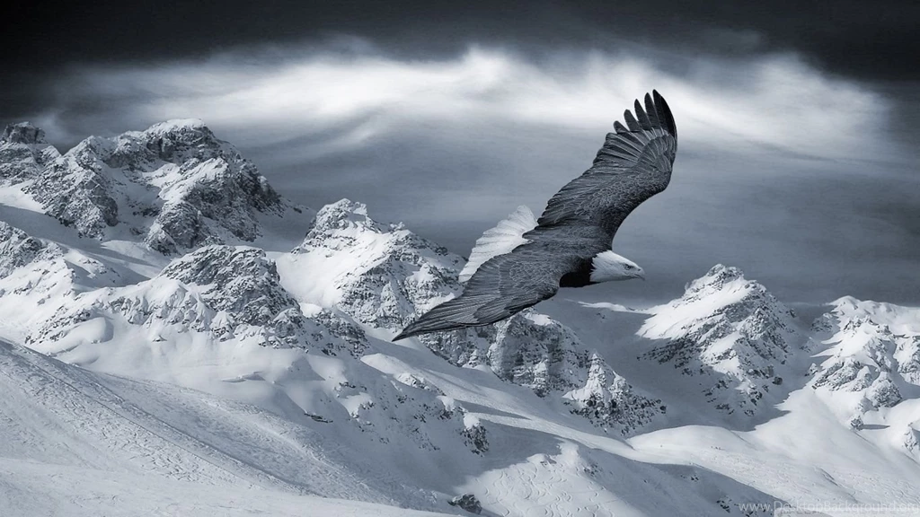 Bald Eagle Flying Over Mountains HD Desktop Wallpapers : High ...