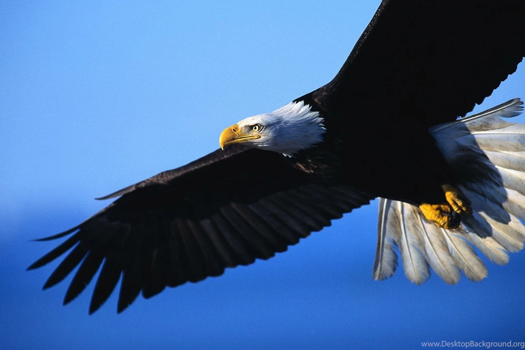 Eagle HD Wallpapers And Backgrounds