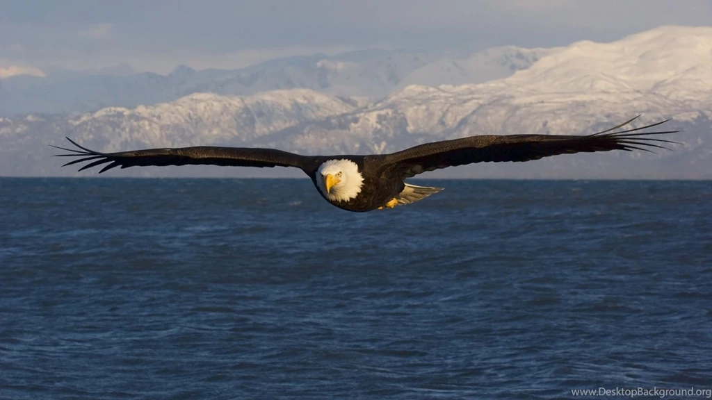 Angry Eagle Wallpaper Mountains Image Nature Picture.jpg