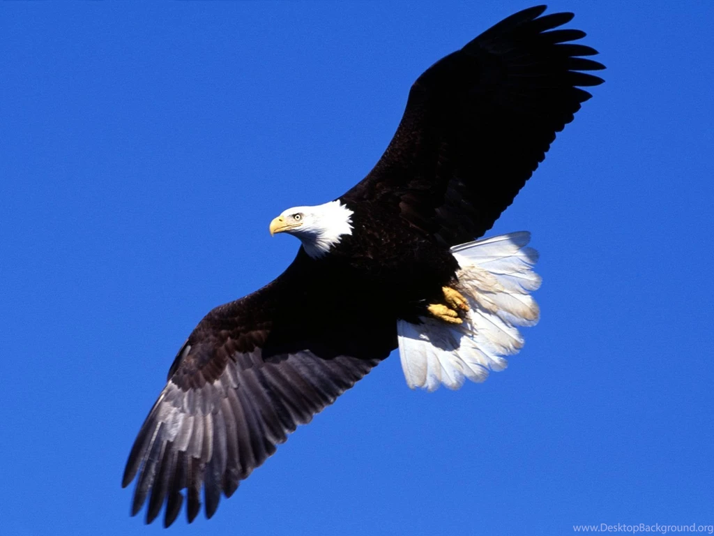 Best Eagle Wallpapers Dowload