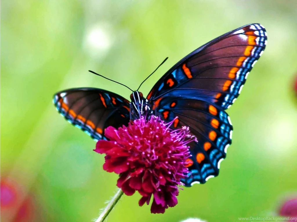 Colorful Butterfly Wallpapers   718158