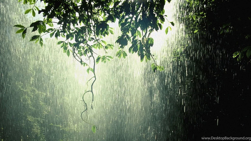 Raining In Forest Computer Wallpapers, Desktop Backgrounds ...