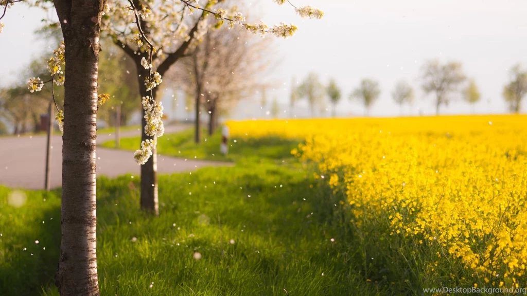 Raining Petals Mac Wallpapers Download