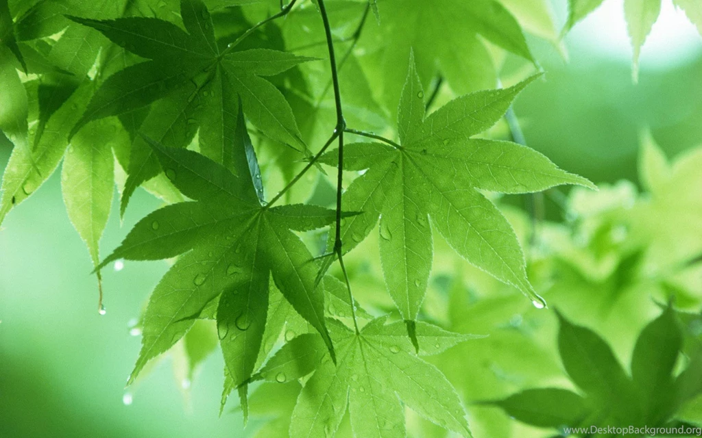 Boy It Raining Hard Here Hope We Don Lose Power Wallpapers (