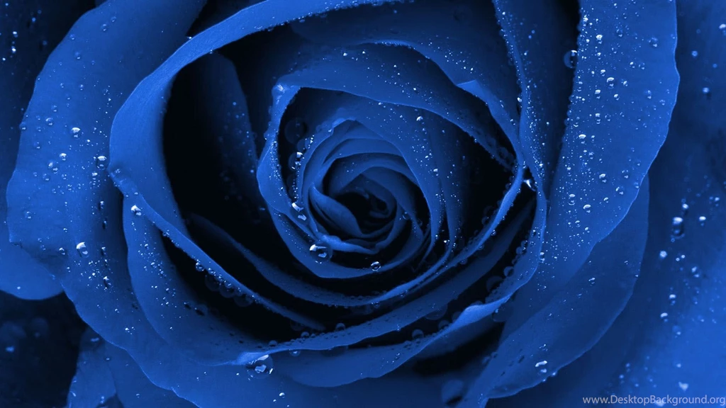 43 Blue Black Rose A Beautiful Flower Gorgeous Free Hd Wallpapers ...