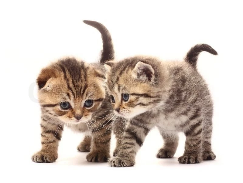 Two Small Scottish Kittens On White Backgrounds Stock Photo