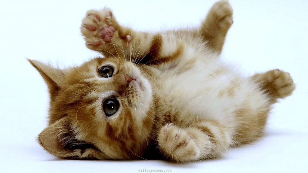 3 Common Kitten Behavior Problems And How To Curb Them DeJohn ...
