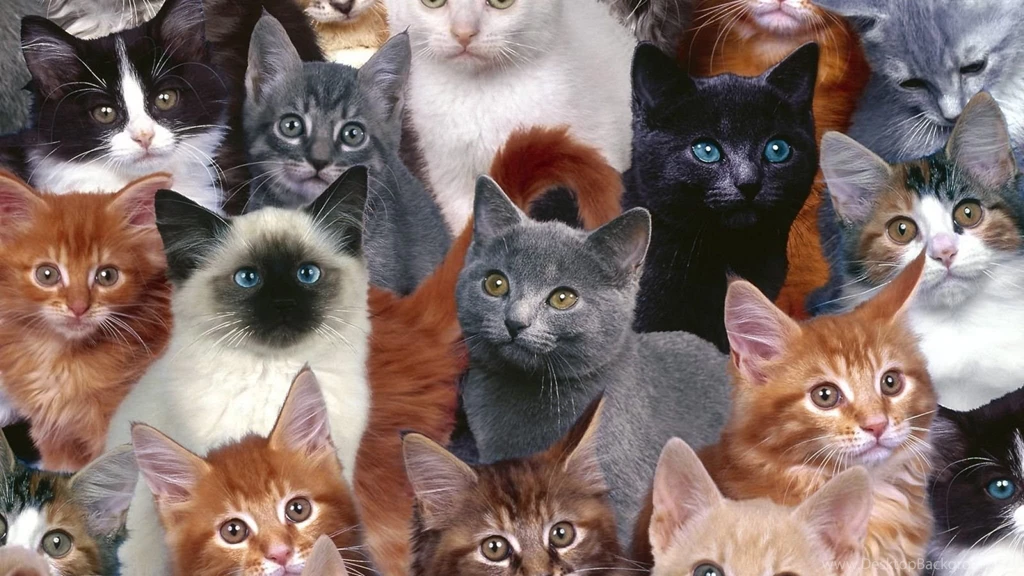 Download Wallpapers 2048x1152 Kittens, Many, Photoshop HD HD Backgrounds