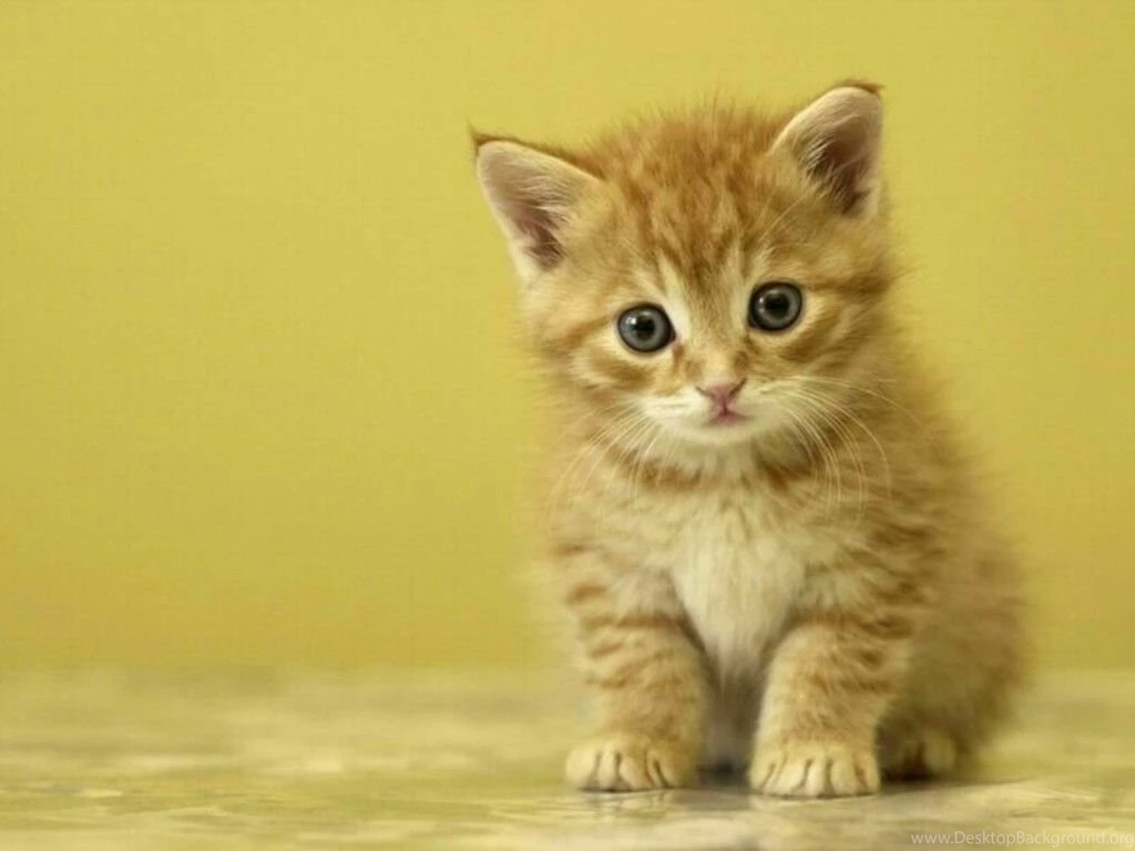 Wallpapers For Gt Cute Kittens Desktop 1024x768PX Cute Kitten In ...