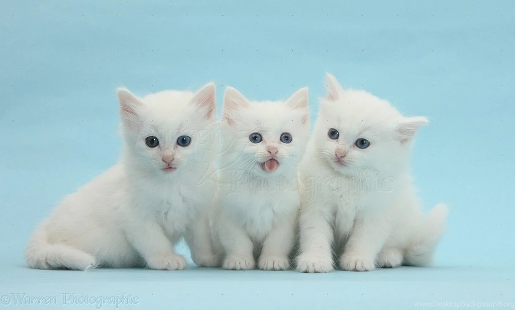Three White Kittens On Blue Backgrounds Photo WP32487
