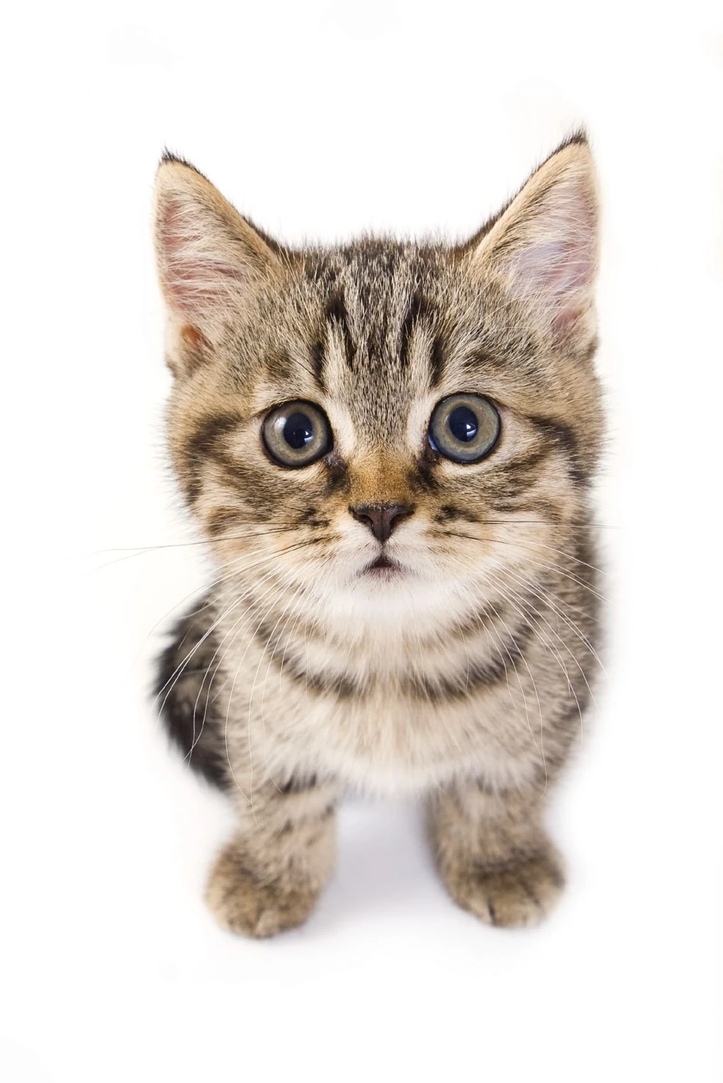 Introducing Children To A New Cat Or Kitten