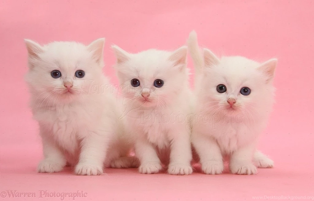 Three White Kittens On Blue Backgrounds Photo WP32487