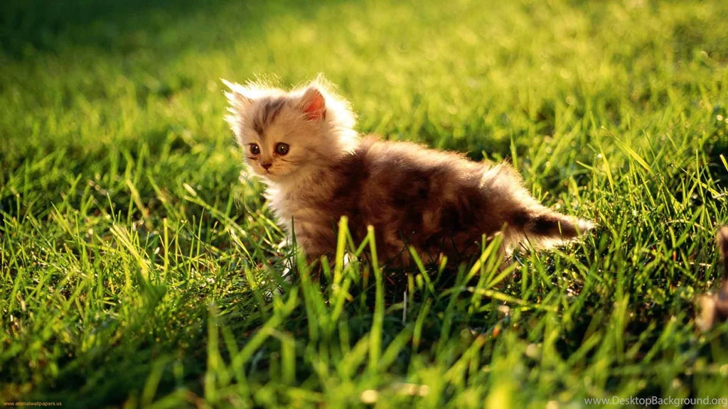 Wallpapers, Ground, Back, Desktop, Kittens, Collection, Cat ...