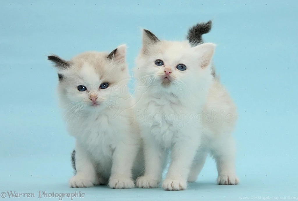 Ragdoll cross Kittens On Blue Backgrounds Photo WP29241