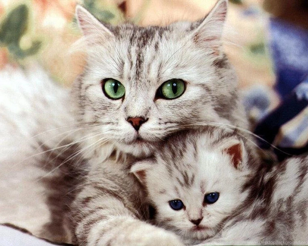 Kitty World Kitten Backgrounds Wallpapers PowerballForLife