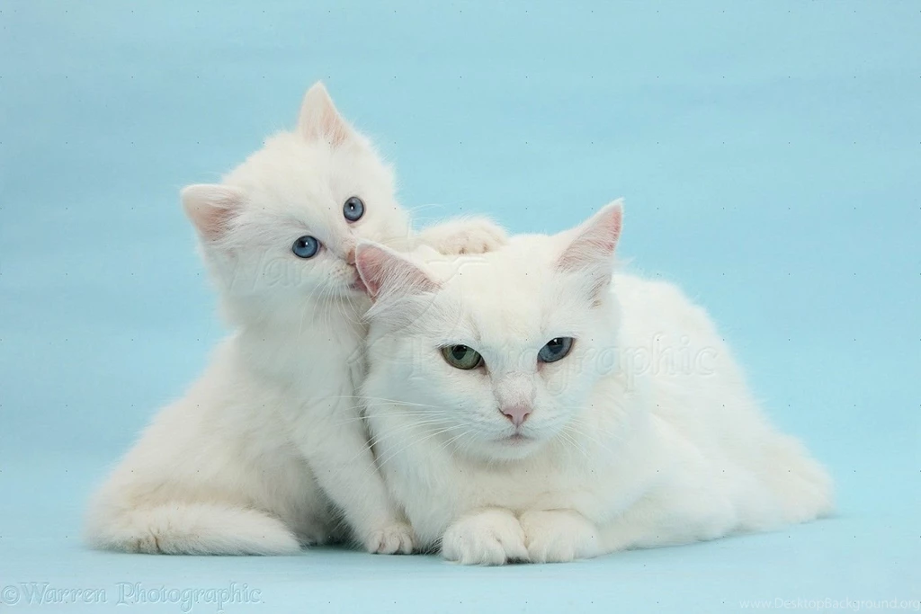 Mother White Cat And Kitten On Blue Backgrounds Photo WP27072