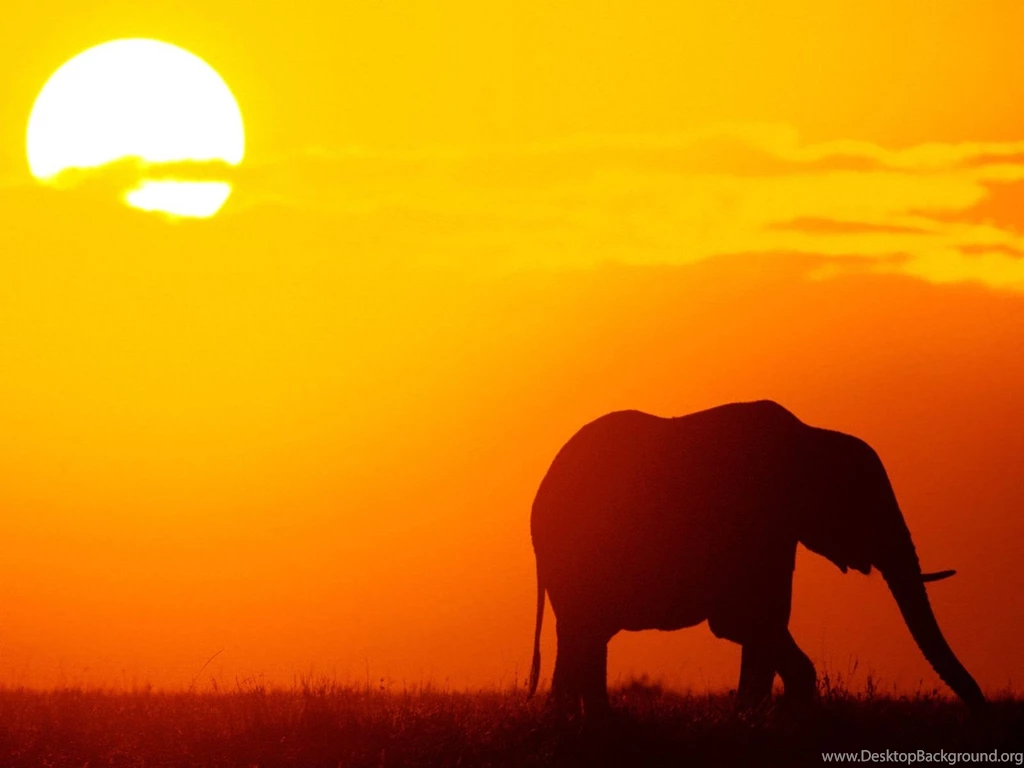 Elephant Wallpapers