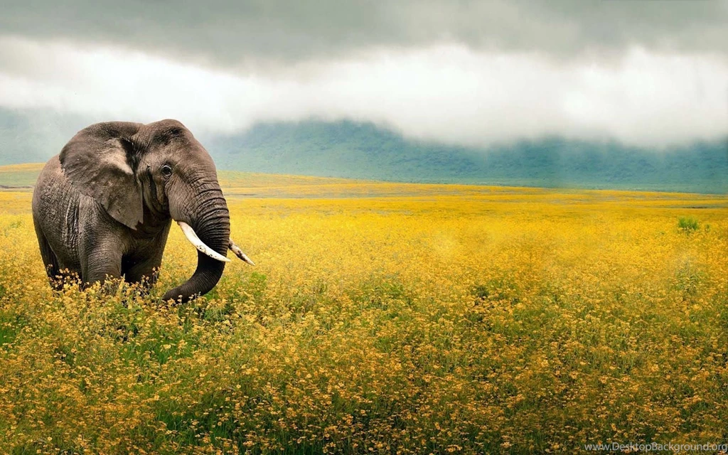 HD Elephants Wallpapers And Photos