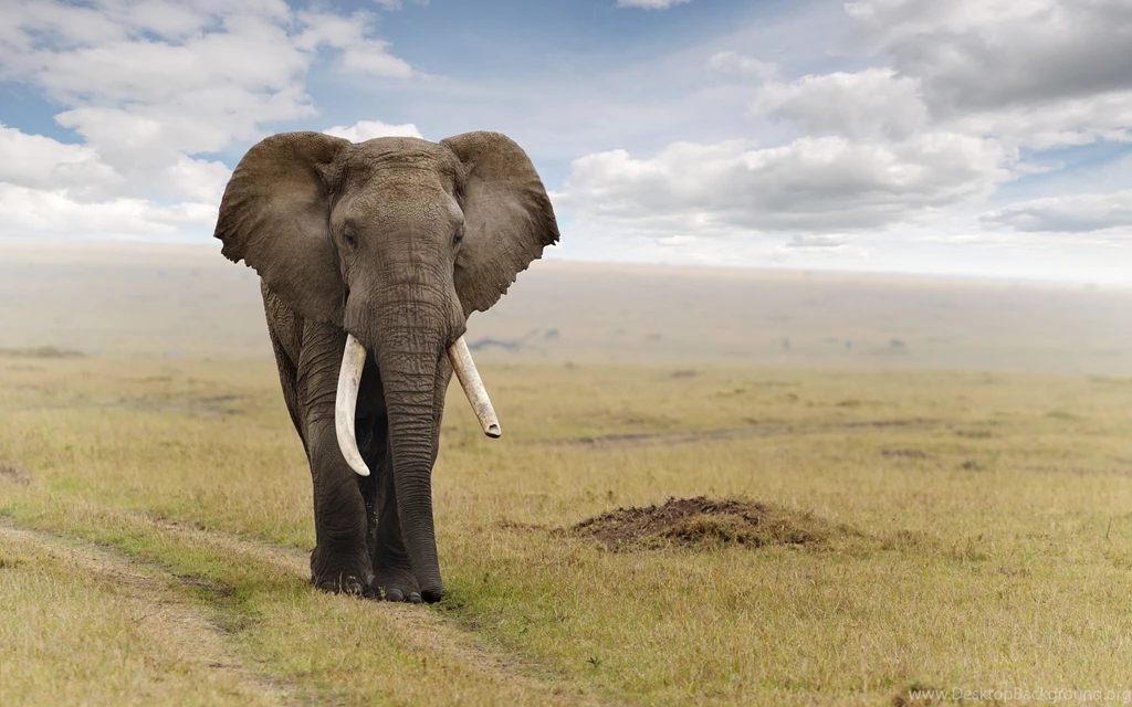 Elephant Computer Wallpapers, Desktop Backgrounds