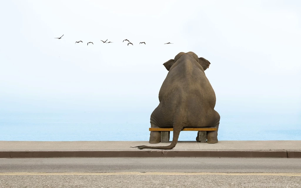 Elephant Computer Wallpapers, Desktop Backgrounds