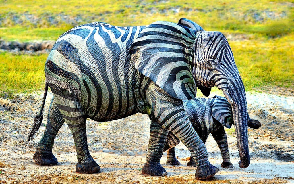 105 Elephant HD Wallpapers