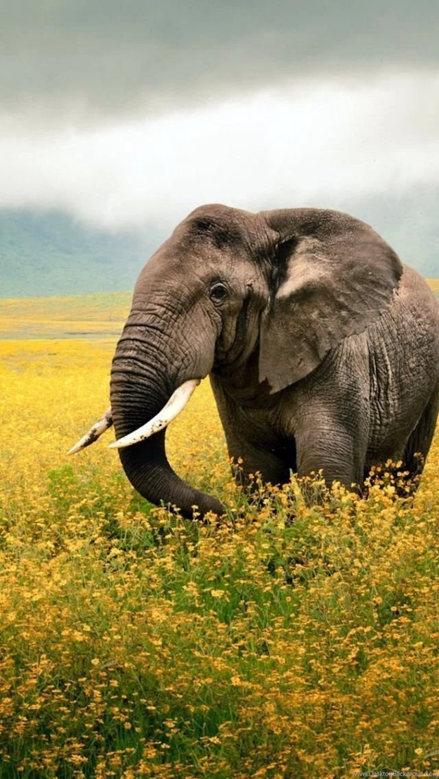 Download Wallpapers 640x1136 Elephant, Grass, Field, Walk, Sky ...