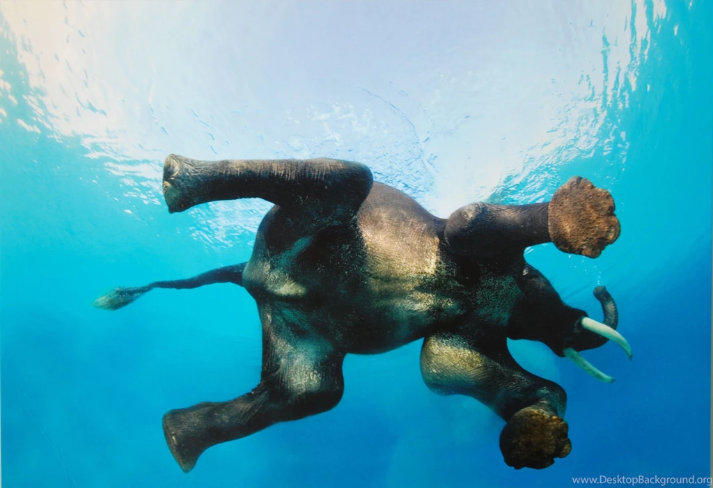 Floating Elephant Wallpapers And Images Wallpapers, Pictures, Photos