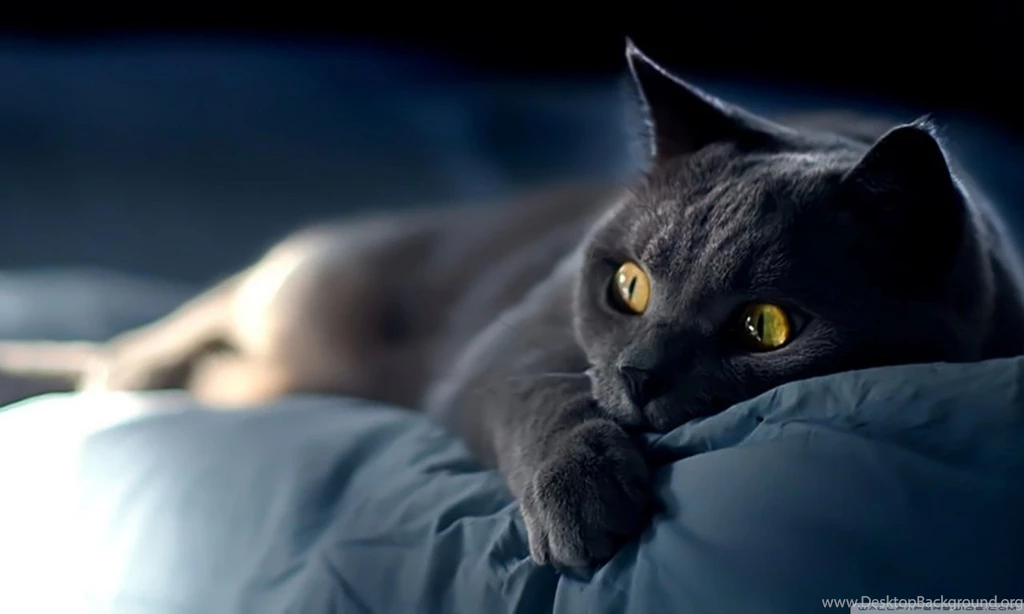 Dreamy Cat HD Desktop Wallpapers : Widescreen : High Definition ...