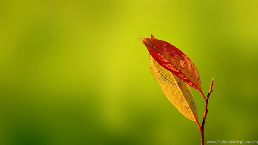 Photography Macro Hd Wallpapers Wide 1080P – HD WALLPAPER WIDE