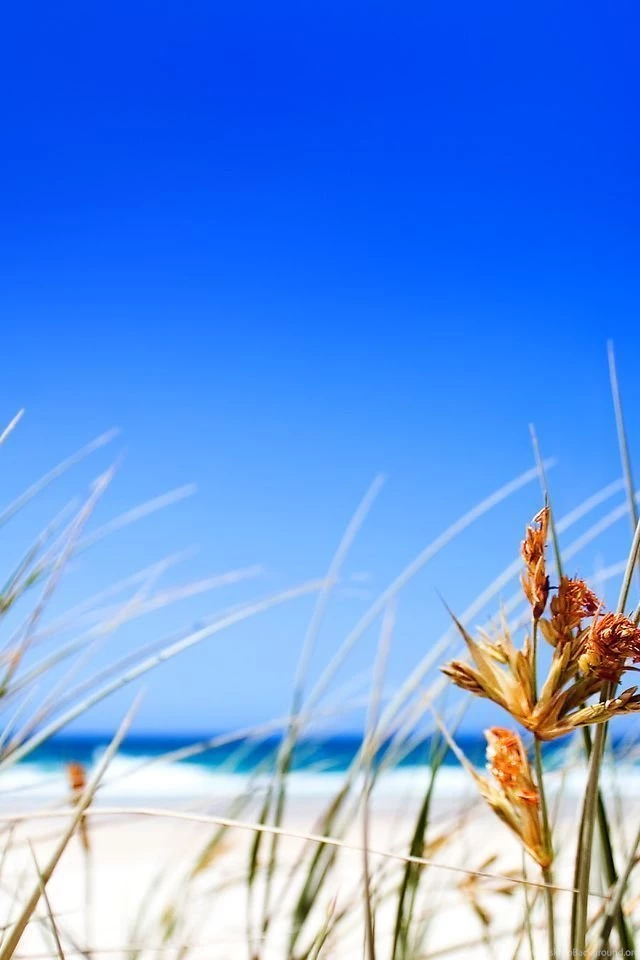 Summer Wallpapers For Iphone