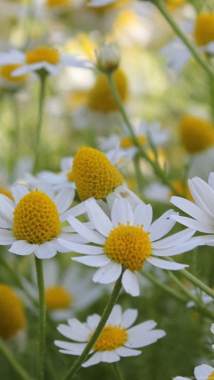 HD Flowers Summer Field iPhone 6 Plus Background Images 750x1334 ...