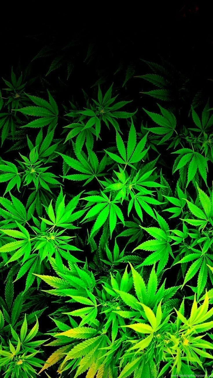 Pot Wallpapers
