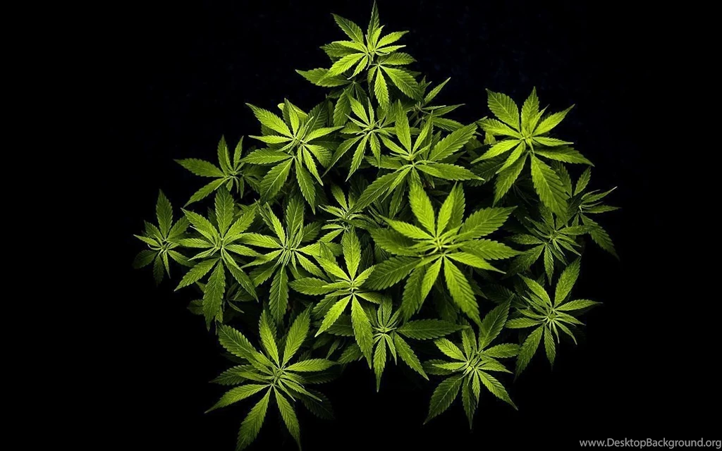Cannabis Plant Wallpaper.jpg