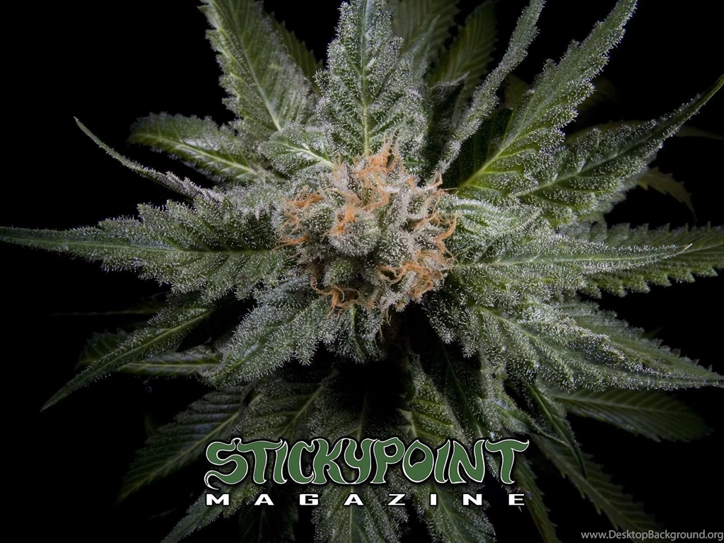 Top Marijuana Bud Wallpapers Hd Images For Pinterest