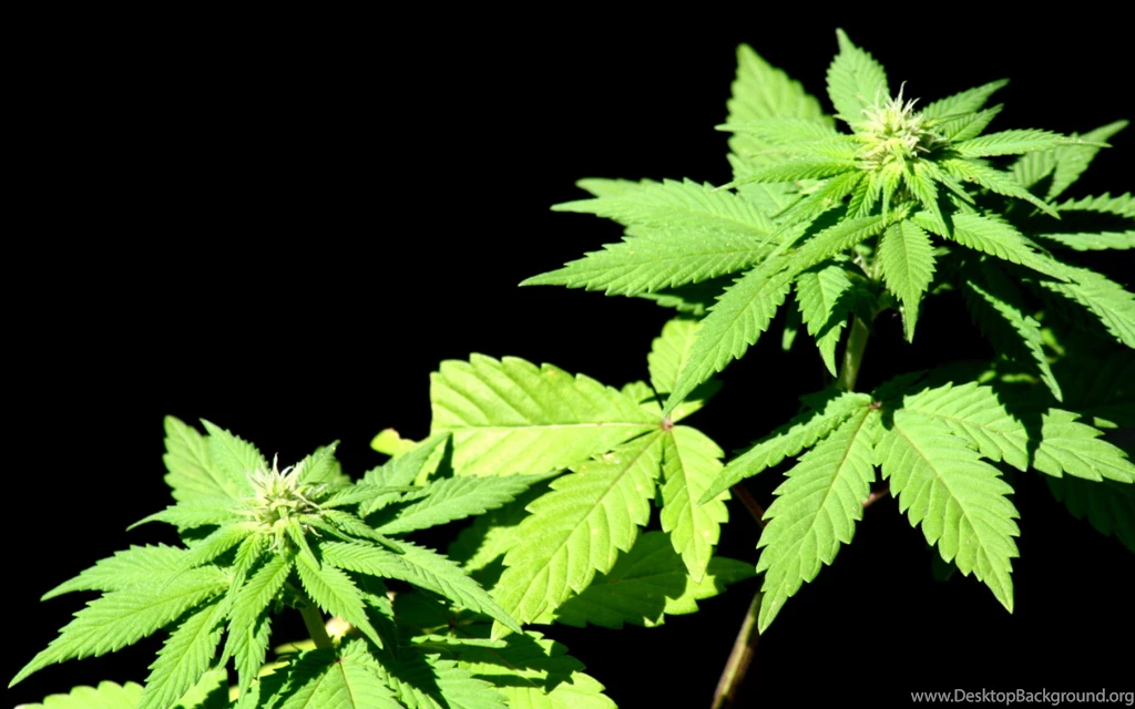 Drugs Marijuana Plants Pot Wallpapers   (
