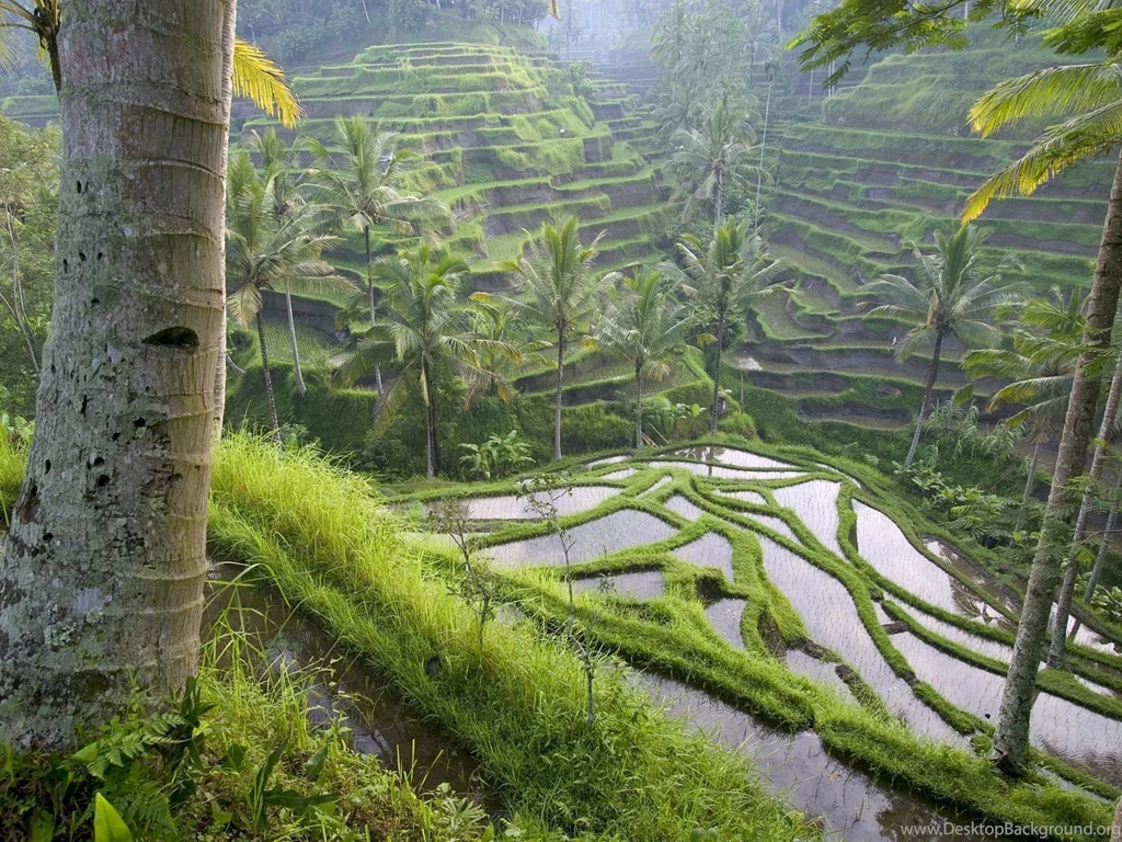 Terraced Rice Paddies / Ubud Area / Bali / Indonesia Wallpapers ...