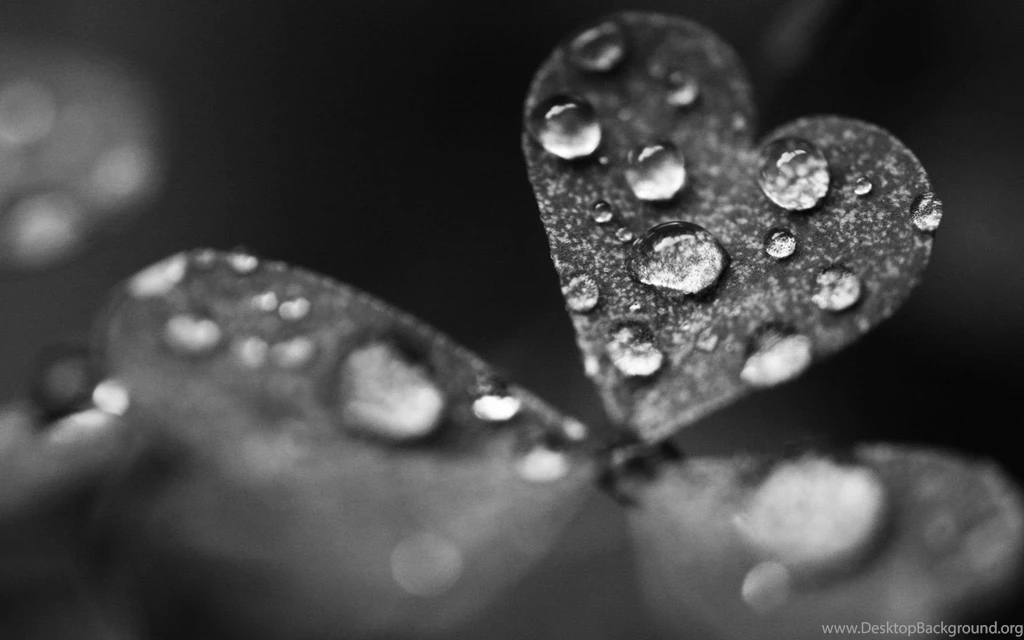 Big water drops on the heart leaf Grey HD wallpaper_1920x1200.jpg