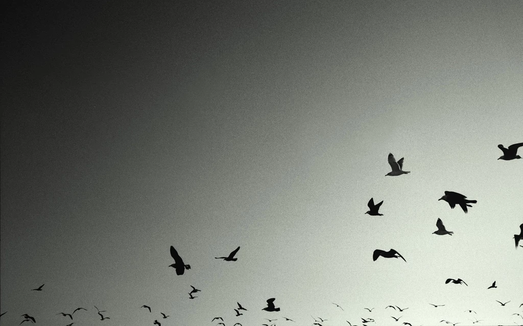 Birds Grey Crows Desktop Hd Wallpapers   Wallpapers IN Desktop