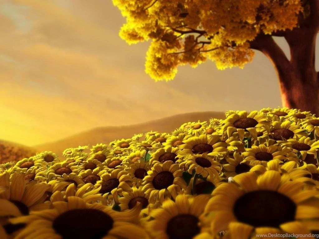 Sunflowers World HD 1024x768 Wallpapers, 1024x768 Wallpapers ...