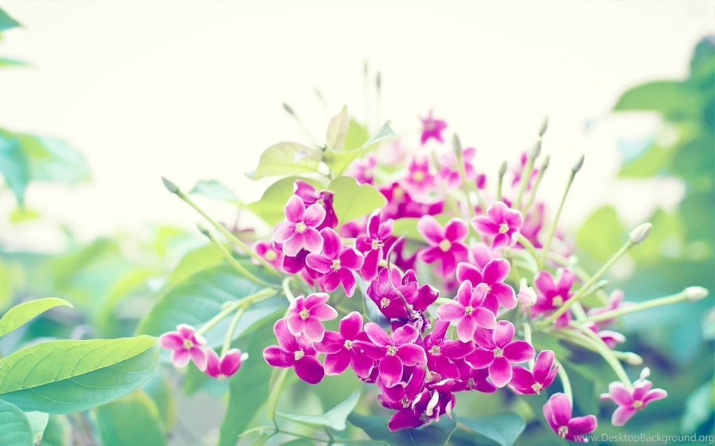 Floral Wallpaper_hd Wallpaper_download Free Wallpapers