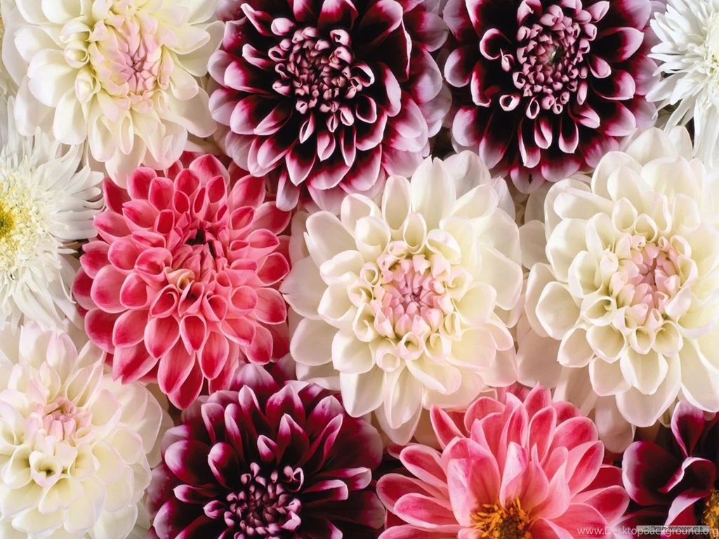 Floral Wallpapers Tumblr Quotes For Iphonr Pattern Vintage Hd