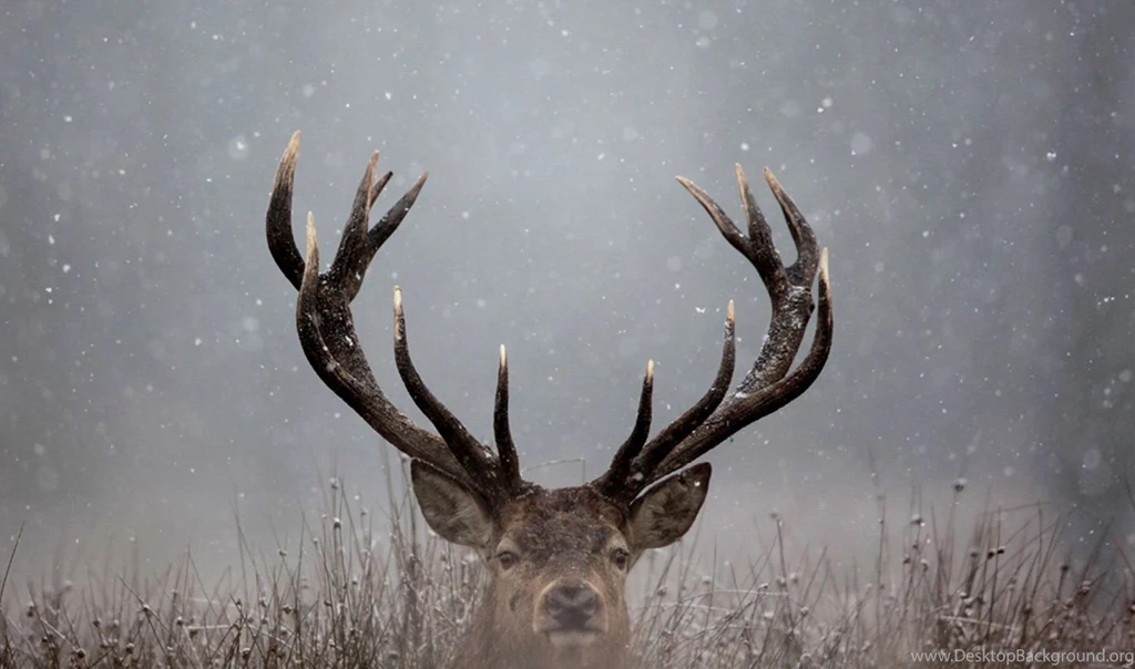 Deer Wallpapers Wallpapernine.com