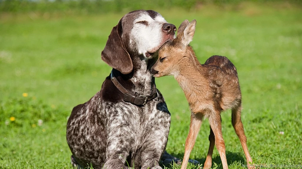 Free Animal Wallpapers