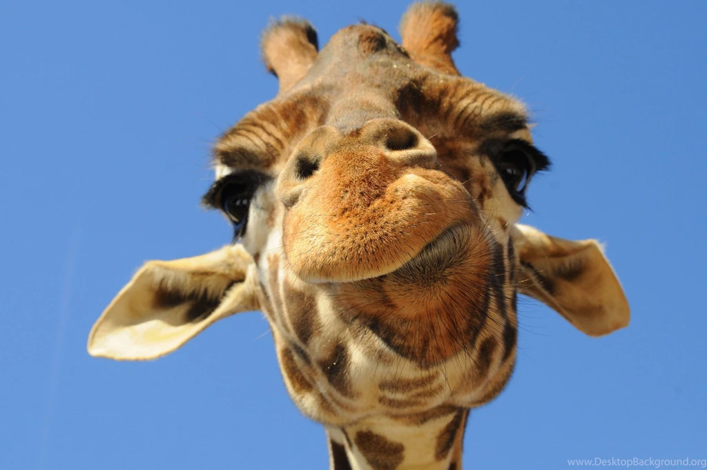 Cute Animal Wallpapers, Puffy, Pet Images, High Resolution ...