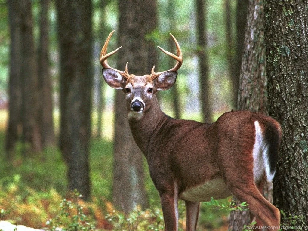 Download Deer Whitetail Free Spot Wallpapers 1024x768