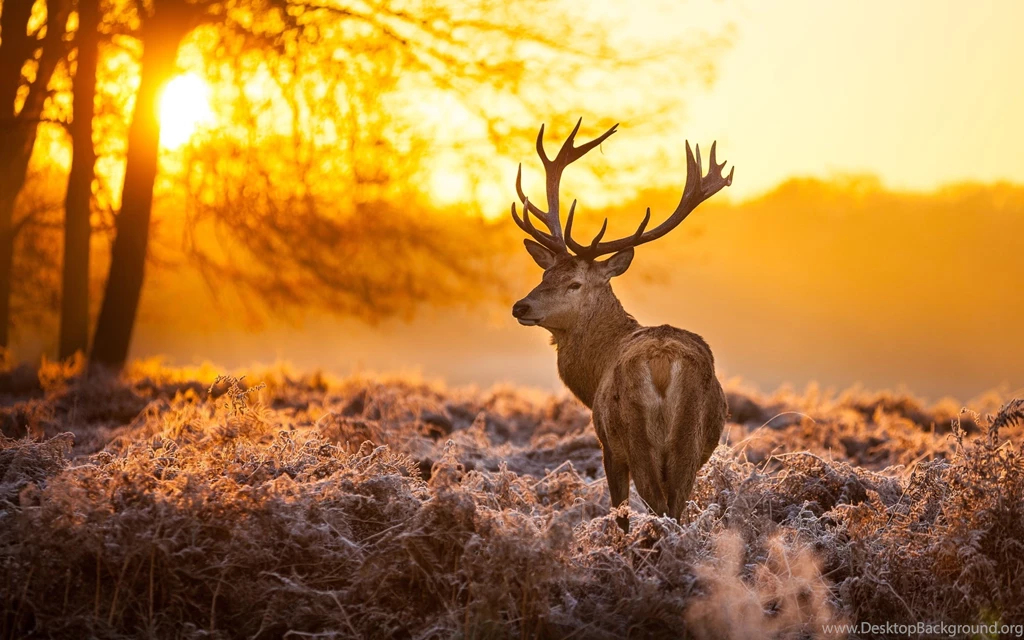 HD Quality Deer High Resolution Wallpapers SiWallpapers 24365