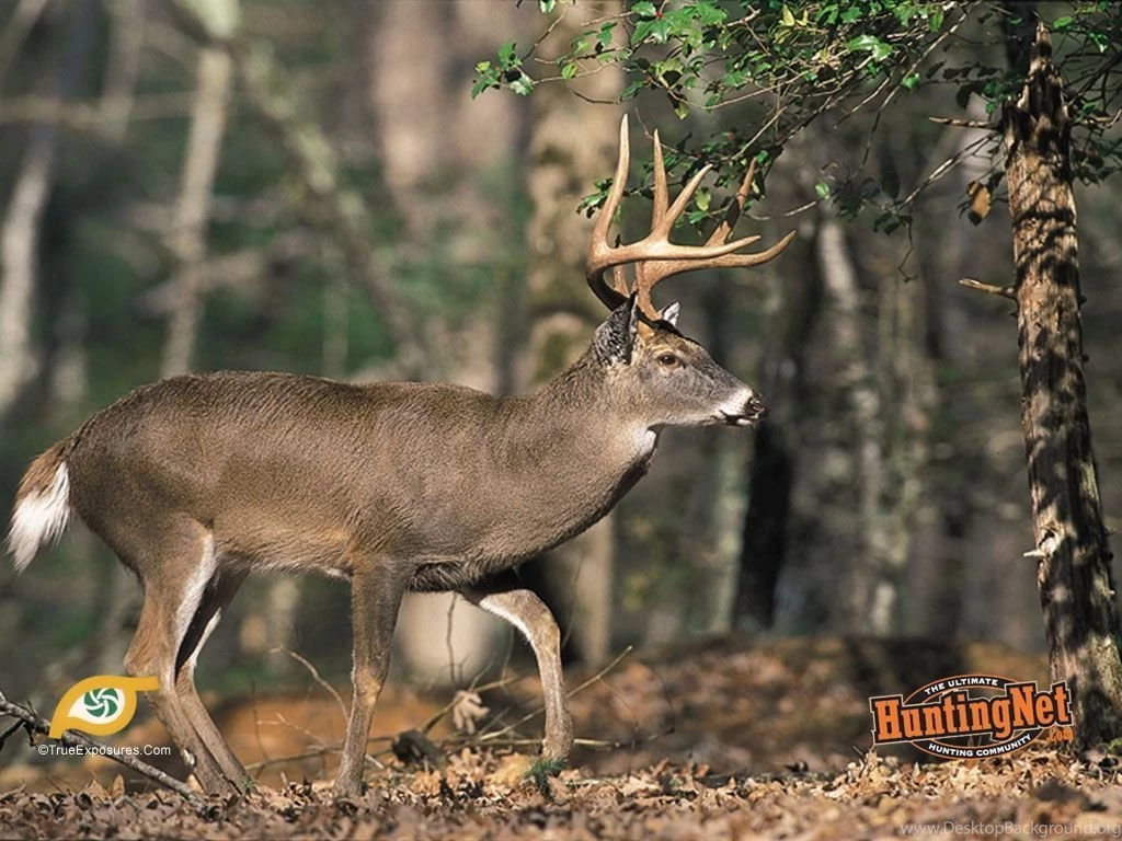 Free Deer Wallpapers HD Wallpapers Lovely