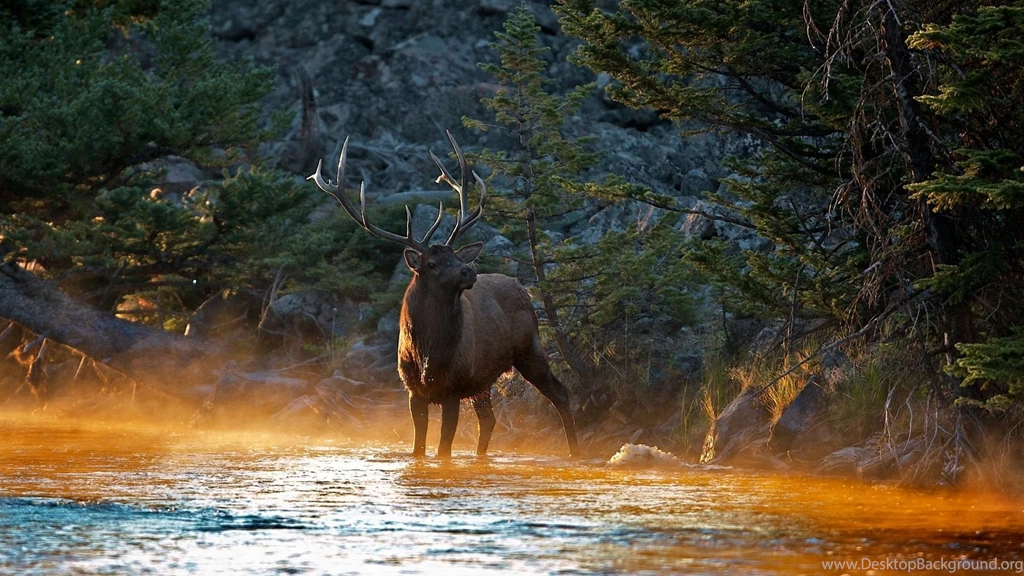 Download Wallpapers 1920x1080 Deer, Water, Nature, River Full HD ...